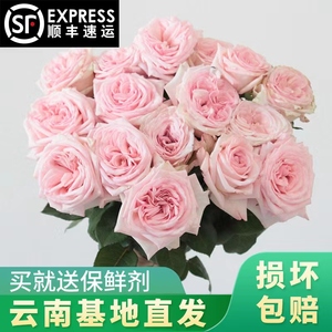 #花田优选#云南新鲜玫瑰花 鲜花【任意2件包邮发顺丰德邦】