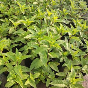 河南特产十香菜