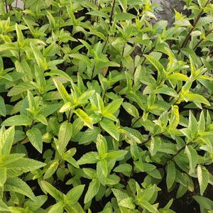 河南特产小叶十香菜拌面拌凉菜灵魂唇齿留香美味无穷耐寒30颗