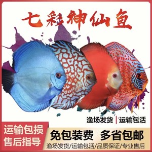 七彩神仙鱼精品鱼苗观赏鱼热带鱼活鱼宠物鱼一栋立蛋白化一条包邮
