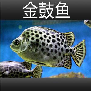 银ddd鼓鱼活淡水热带观赏鱼豹点金钱多纹体钱蝶鱼群养混配养鱼