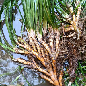 野外500g龙根九节菖蒲山菖蒲农家无硫药材切片干货草药正品hlz