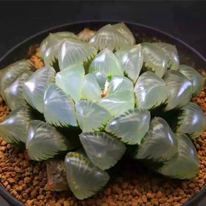 【玉露花盆大】玉露花盆大品牌,价格 - 阿里巴巴