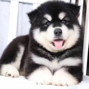 哈士奇幼犬灰色