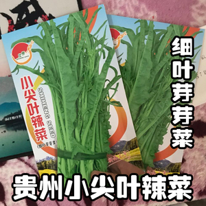 贵州辣菜冲菜芽芽菜苔心阳台蔬菜春夏秋冬四季盆栽播种籽种子孑孓