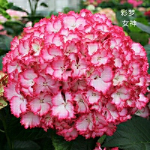 大花绣球彩色梦想花神平安杜鲁斯蓝色地球水玉福娃丽谢谢你艾丽
