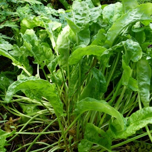 酸模全草新鲜山菠菜水牛舌头田鸡脚山大黄当药山羊蹄草野菠菜