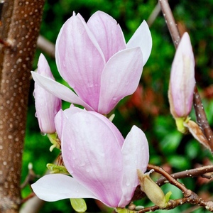 木兰树根新鲜湿桂兰杜兰木莲木笔黄心紫玉兰女郎花