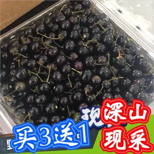 00香领班旗舰店天猫八月瓜苗八月炸野果水果苗牛卵坨中华肾果包邮包