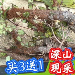 千枚针树根新鲜红楤木红刺桐筒老虎椒刺鸟不落红刺党红雨伞刺