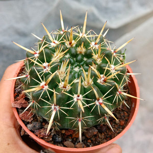 仙人球掌狮子丸红刺日出多肉绿植物盆栽好养活办公桌面吸甲醛美观