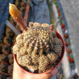 群生多头辉煌仙人球掌容易开花多肉绿植物盆栽办公桌防辐射小花卉