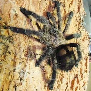 哥伦比亚紫粉趾蜘蛛宠物另油彩粉红趾圭亚那秘鲁厄瓜多尔亚马逊