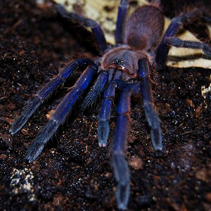 越南云脚蜘蛛越南蓝宠物巴西巨人金直间所罗门白膝头橙巴布大蓝蛛