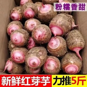 新鲜云南高山红芽芋头现挖红嘴小芋头正宗农家香芋3/5斤红牙芋仔