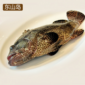 青石斑鱼 新鲜青斑鱼1000克石斑深海鱼活鲜冻海鲜水产包邮老虎班