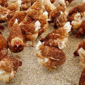 海兰褐蛋鸡苗 红毛蛋鸡品种 红壳蛋鸡苗 厂家销售活体邮运包活