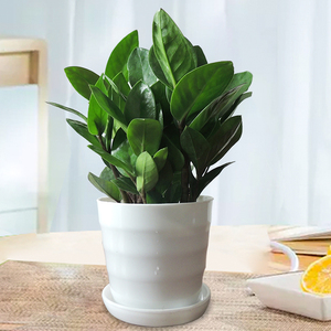 金钱树花盆办公室