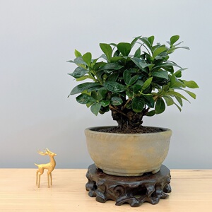 日本一寸法师栀子花盆景 微型小品一手托矮霸 观花果室内阳台植物