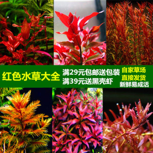 中后景水草鱼缸造景红色水草红蝴蝶红柳红松尾血心兰红雨伞大红叶