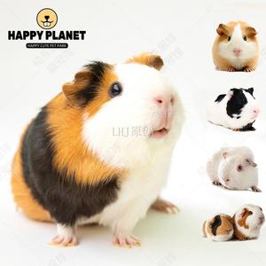 泰国小香猪宠物猪荷兰猪活体迷你宠物活物猪家养小型萌宠幼崽粉猪