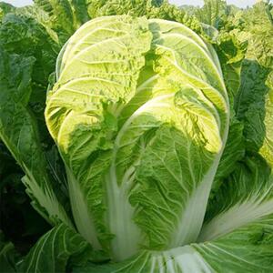 新鲜蔬菜露天大头白菜种植白菜馅炖汤 打包菜满5斤发包邮火锅食料