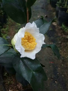 鱼尾茶花苗叶艺白色鱼尾年年有余茶花 有香味花卉叶子鱼尾形茶花