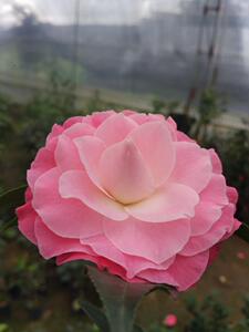 彩色纽扣粉红女郎茶花苗粉色茶花珍贵茶花苗花月园艺绿植盆栽