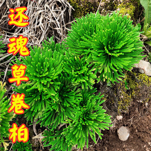 观赏还魂草卷柏见水还阳复活不死草微型窗台庭院盆栽盆景绿色植物