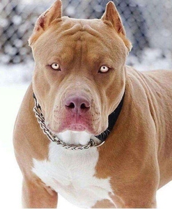 比特犬幼犬纯种美国血统巨型比特犬大头版狩猎斗狗