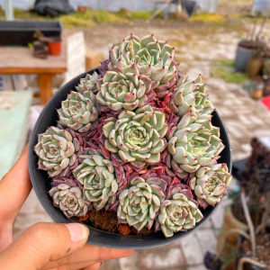 花巷多肉园艺大棚 沙罗姬牡丹控养木质化老桩血斑多肉一物一拍