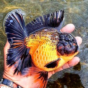 xy630147049522淘宝精品原泰f1巨人百褶泰狮金鱼冷水