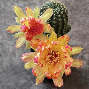 植物员外 黄金荷花biv自根一物一拍 复色丽花球属仙人球多肉丽花