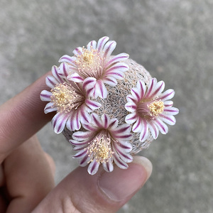 植物员外 姬玉mammillaria lasiacantha 稀有乳突球属仙人球多肉