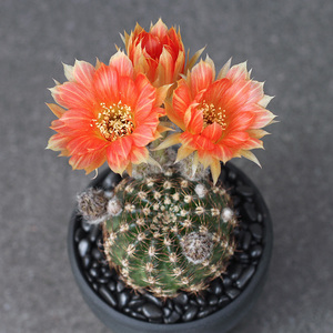 植物员外 落日余晖tl1丽花 开花仙人球丽花球属多肉植物组合盆栽