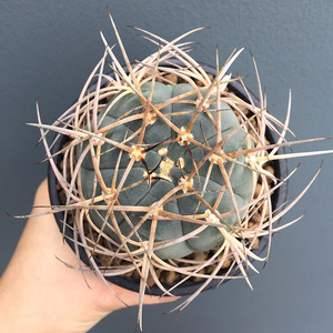 植物员外 光琳玉gymnocalycium armatum 强刺长刺裸萼球属仙人球