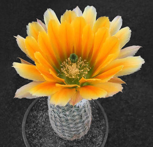 muzquis鹿角柱属开花仙人球