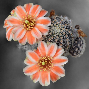 植物员外 胡萝卜 宝山中间丽花 开花复色仙人球多肉植物组合盆栽