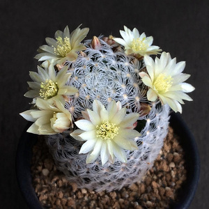 植物员外 杜威丸杜威娜娜实生萝卜根 开花仙人球乳突球属多肉植物