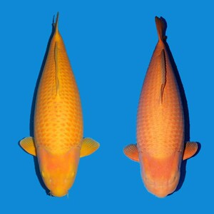 精品纯种日本锦鲤活鱼 介子锦鲤鱼苗进口锦鲤活体 锦鲤观赏鱼包邮