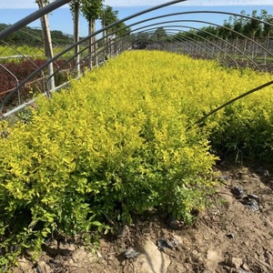 金钱榆小苗庭院绿化苗木金叶榆南北方食用榆树苗植物耐寒榆树小苗