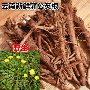 2斤包邮 新鲜蒲公英根茶野生蒲公英根500g婆婆丁根野菜非种植