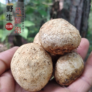 云南新鲜野生菌蘑菇马屁泡菌马蹄包致幻马皮泡孕妇儿童食用牛眼睛