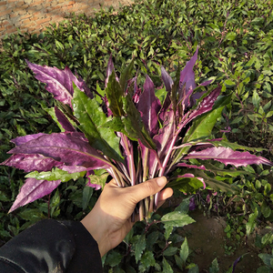 舍客 紫背天葵 紫贝 新鲜蔬菜特菜 当天现采 支持采摘 500g