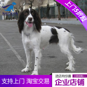 史宾格猎犬幼犬警犬猎兔犬激飞犬活体宠物狗双血统活体狗特价包邮