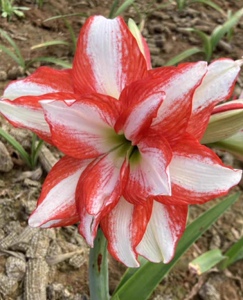 现货{异域孔雀} 重瓣朱顶红  不包花叶包对版   带根发货