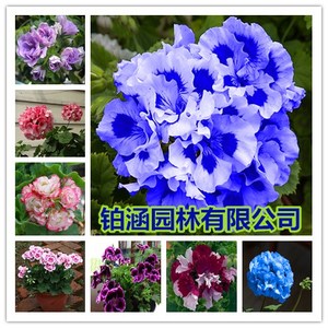 重瓣天竺葵苗 进口天使之眼蝴蝶天竺葵花苗大花天竺葵花苗3棵包邮