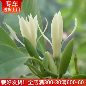 大型白兰花盆栽 带花出售 多年生花期长木本绿植物花香清新白玉兰