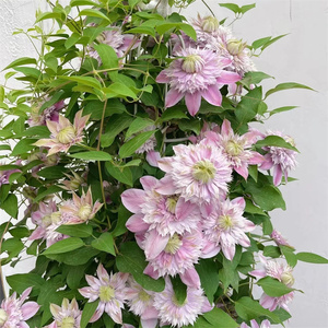 铁线莲哦啦啦大河水面妖精约瑟芬大苗新幻紫阳台庭院爬藤花卉植物