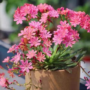 露薇花盆栽琉维草露微花多年生耐寒花卉阳台盆栽花卉花期较长包邮